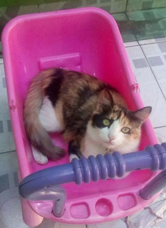 Gato ra a SRD idade 2 anos nome Manguinha