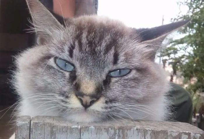 Gato ra a SRD idade 2 anos nome Fefe