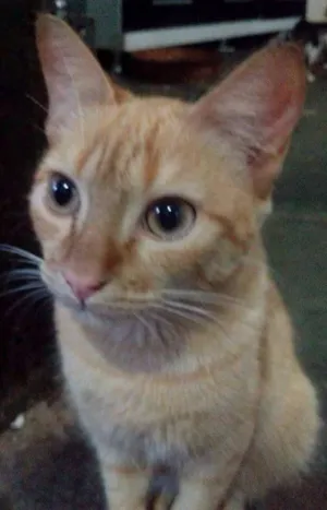 Gato raça SRD idade 2 anos nome Leo
