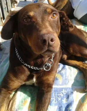 Cachorro raça mestiço dobermann idade 5 anos nome Brawn