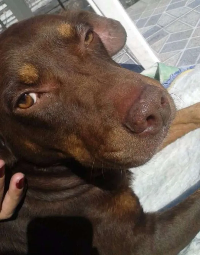 Cachorro ra a mestiço dobermann idade 5 anos nome Brawn