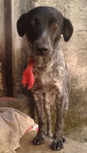 Cachorro raça SRD idade 2 anos nome Nega