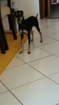 Amora