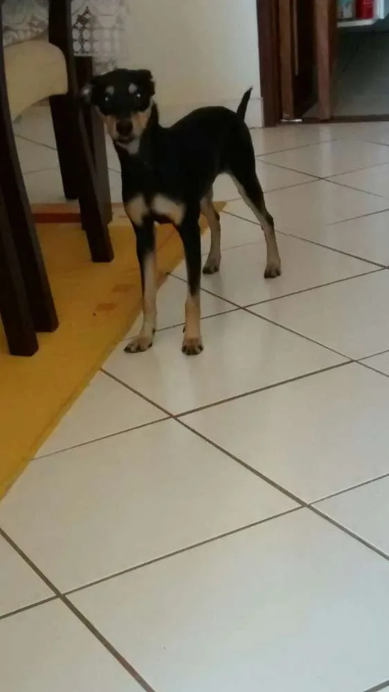 Cachorro ra a  idade 7 a 11 meses nome Amora
