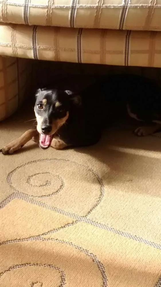 Cachorro ra a  idade 7 a 11 meses nome Amora