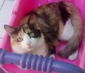 Gato raça SRD idade 2 anos nome Manguinha