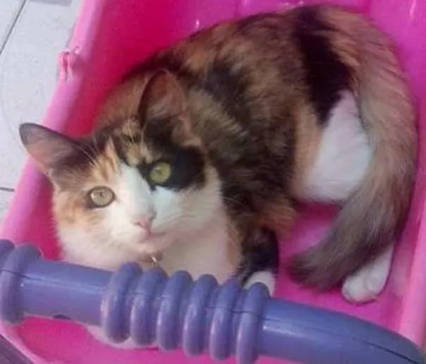 Gato ra a SRD idade 2 anos nome Manguinha