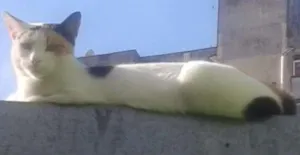 Gato raça SRD idade 5 anos nome Jujuba