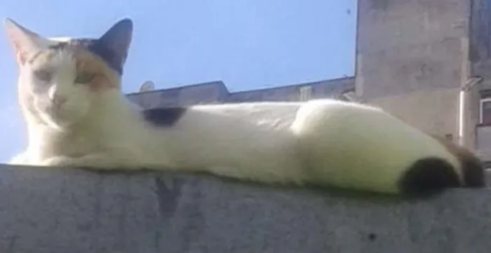 Gato ra a SRD idade 5 anos nome Jujuba