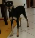 Amora