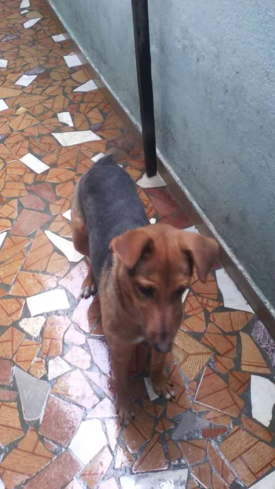 Cachorro ra a SRD idade 7 a 11 meses nome SOFIA