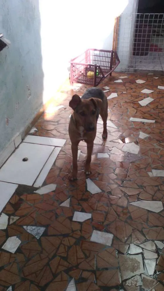 Cachorro ra a SRD idade 7 a 11 meses nome SOFIA