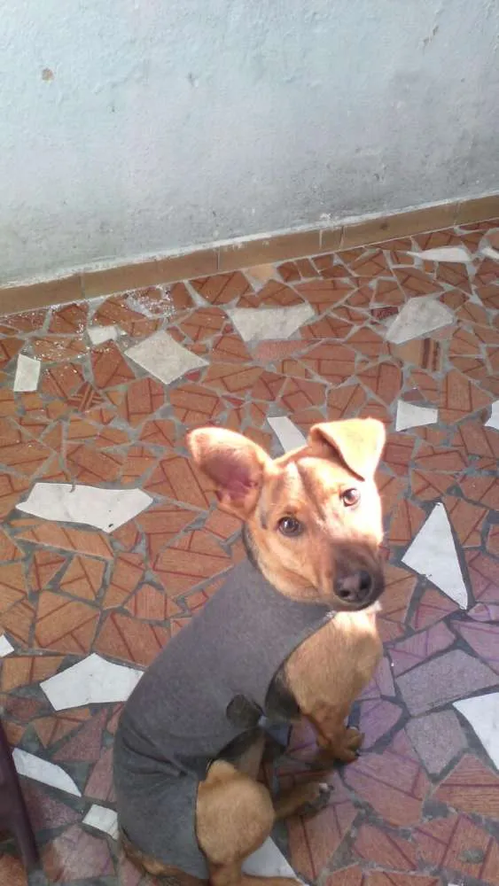 Cachorro ra a SRD idade 7 a 11 meses nome SOFIA