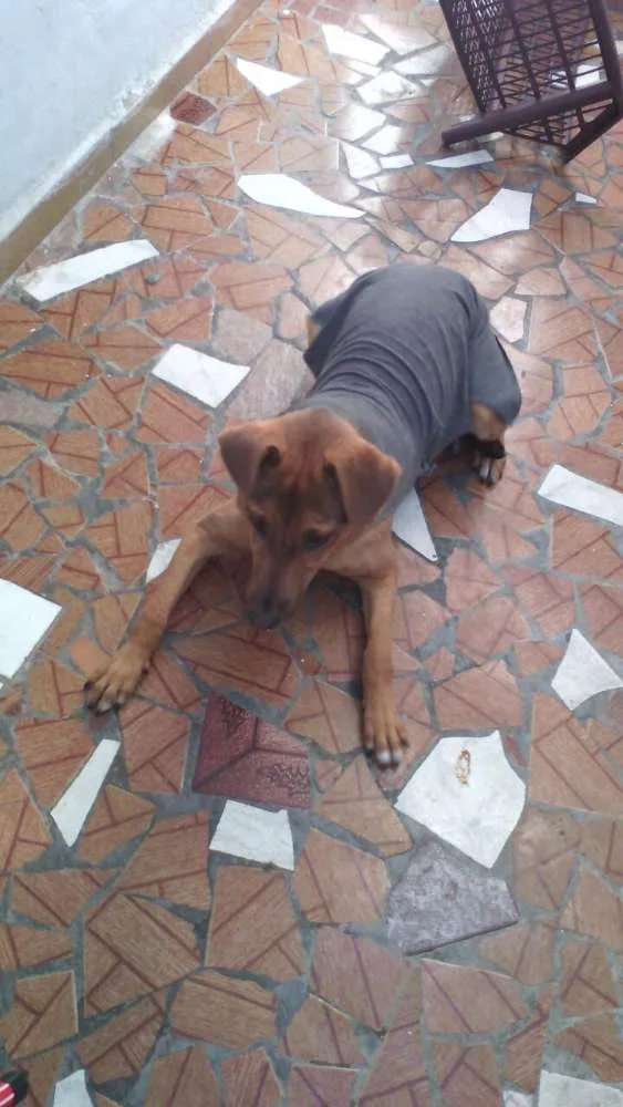 Cachorro ra a SRD idade 7 a 11 meses nome SOFIA