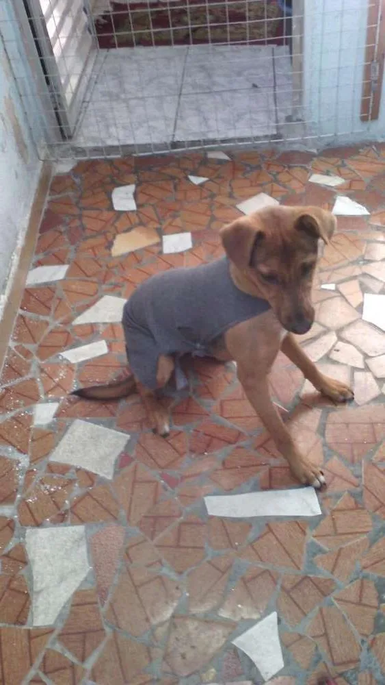 Cachorro ra a SRD idade 7 a 11 meses nome SOFIA