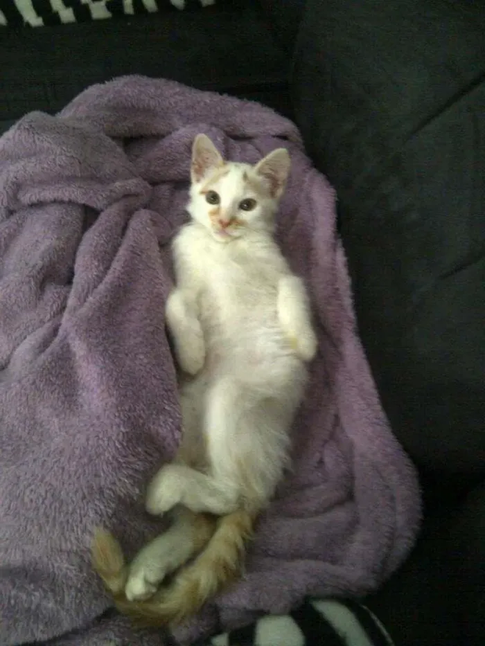 Gato ra a vira lata idade 2 a 6 meses nome Jonhy