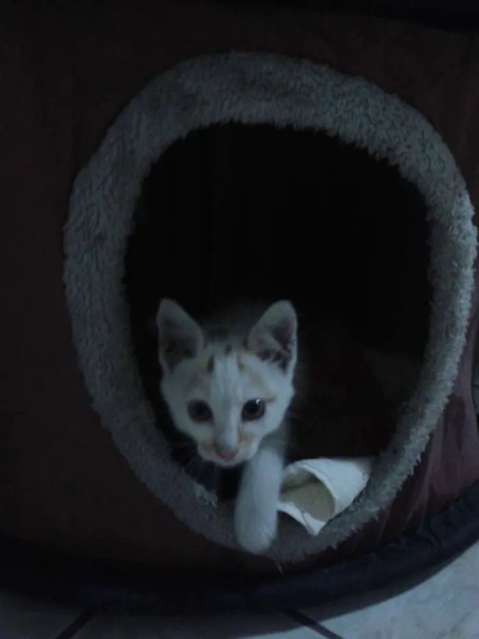 Gato ra a vira lata idade 2 a 6 meses nome Jonhy