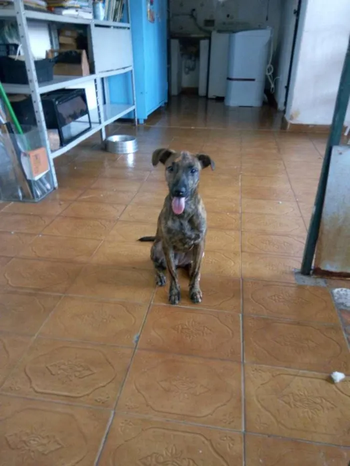 Cachorro ra a Srd idade 7 a 11 meses nome Tigresa 