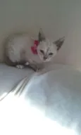 lilica