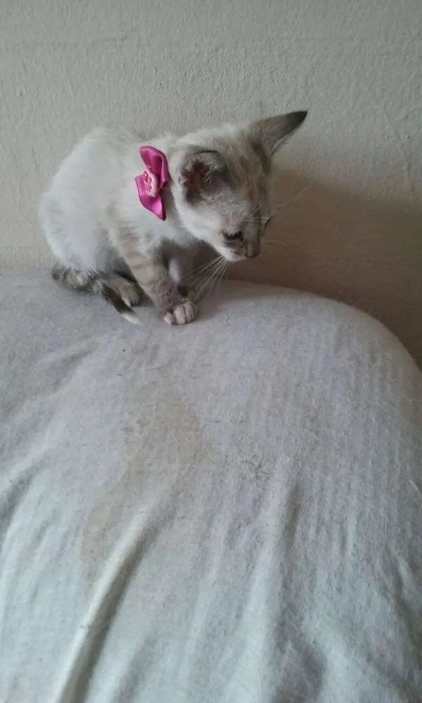 Gato ra a srd idade Abaixo de 2 meses nome lilica