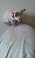 lilica
