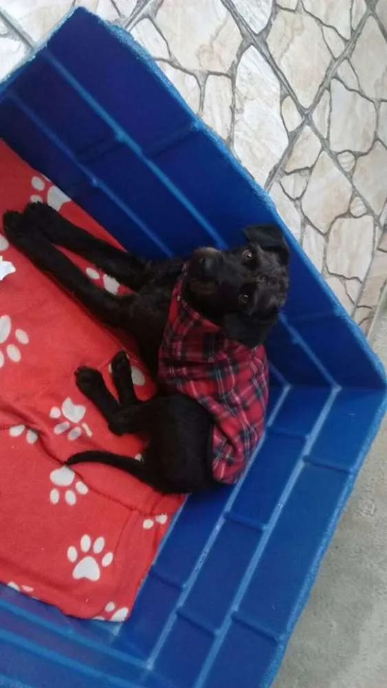 Cachorro ra a srd idade 1 ano nome tieta