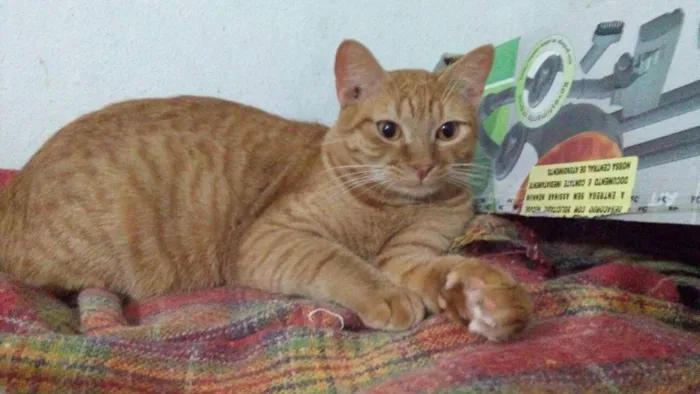 Gato ra a SRD idade 1 ano nome Cenoura