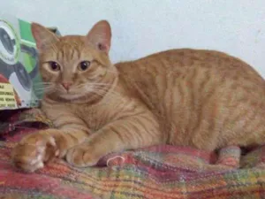 Gato raça SRD idade 1 ano nome Cenoura