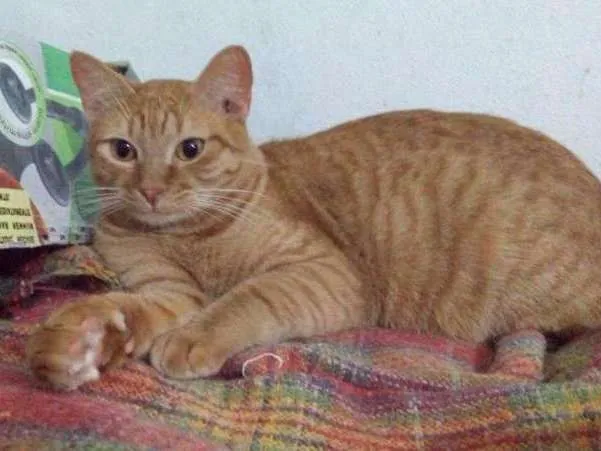 Gato ra a SRD idade 1 ano nome Cenoura