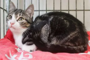 Gato raça SRD idade 2 a 6 meses nome Mateus