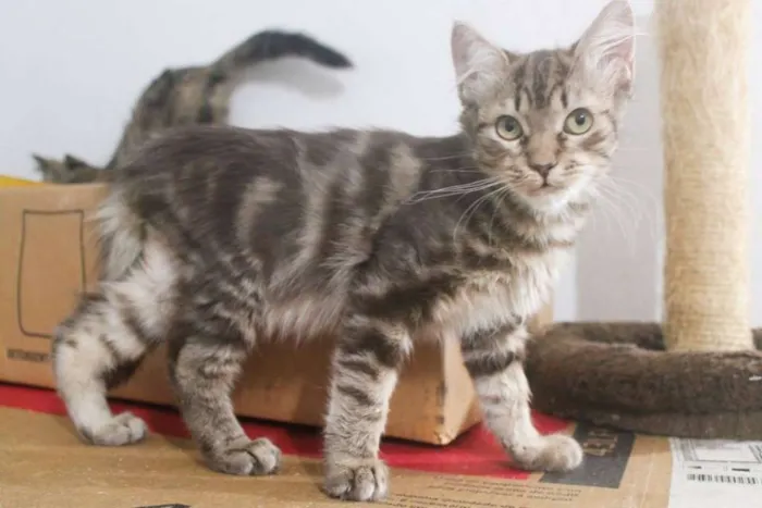 Gato ra a SRD idade 2 a 6 meses nome Tomás