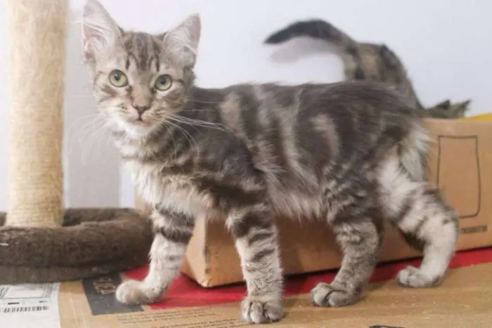 Gato ra a SRD idade 2 a 6 meses nome Tomás