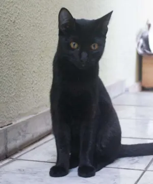 Gato raça SRD idade 2 a 6 meses nome Beth