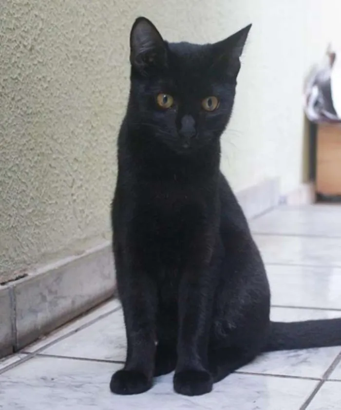 Gato ra a SRD idade 2 a 6 meses nome Beth