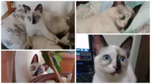 Gato raça SRD idade 2 a 6 meses nome Vilminha
