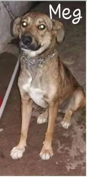 Cachorro raça  idade 2 anos nome Meg