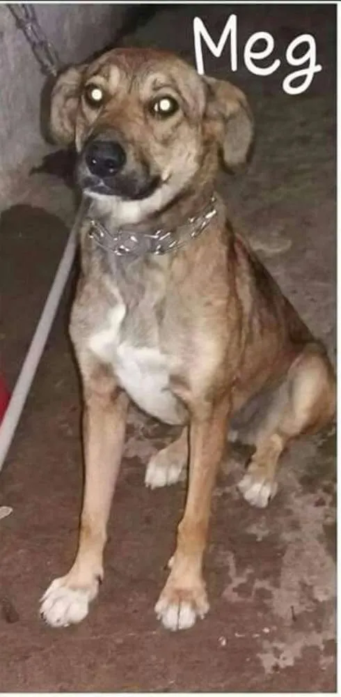 Cachorro ra a idade 2 anos nome Meg