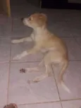 Tob