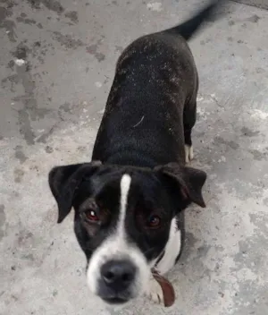 Cachorro raça Viralata idade 2 anos nome Princesa e Tobias