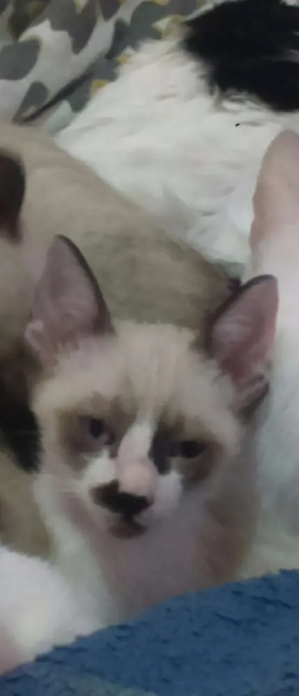 Gato ra a  idade 2 a 6 meses nome Gatinho Macho
