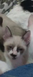 Gatinho Macho