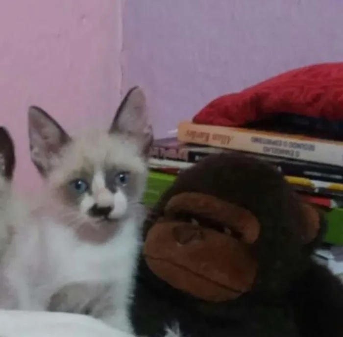 Gato ra a  idade 2 a 6 meses nome Gatinho Macho