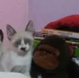 Gatinho Macho
