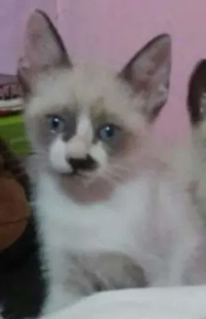 Gato raça  idade 2 a 6 meses nome Gatinho Macho