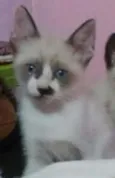 Gatinho Macho