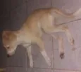 Tob