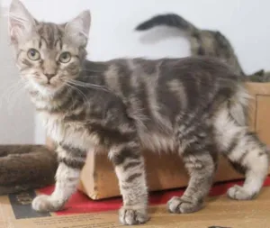 Gato raça SRD idade 2 a 6 meses nome Tomás