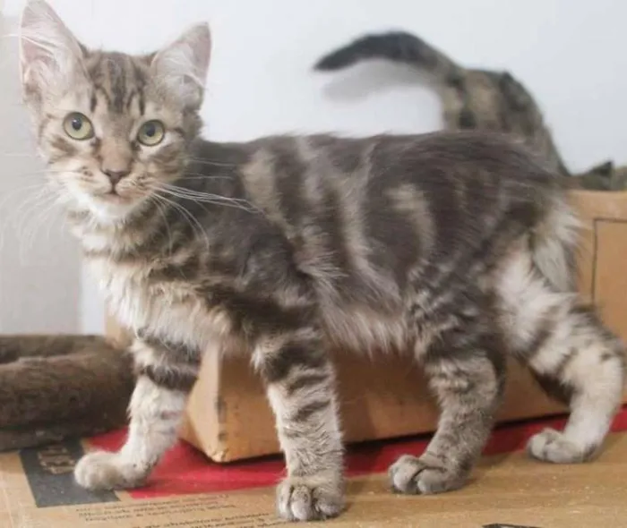 Gato ra a SRD idade 2 a 6 meses nome Tomás