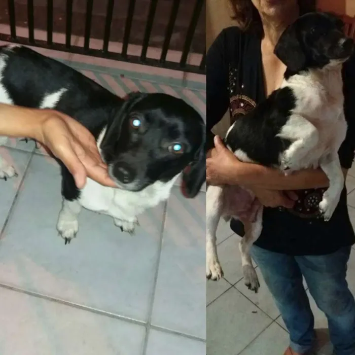 Cachorro ra a srd idade 1 ano nome Megan