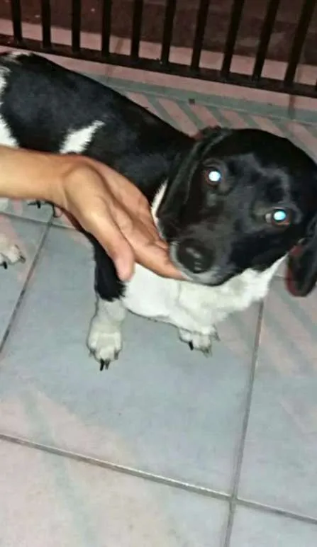 Cachorro ra a srd idade 1 ano nome Megan